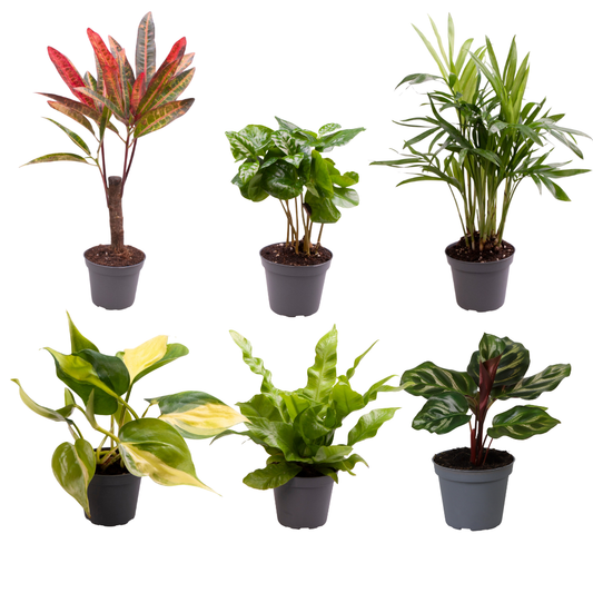 Baby Plantjes Verrassingsbox set van 6 - Forestbloom