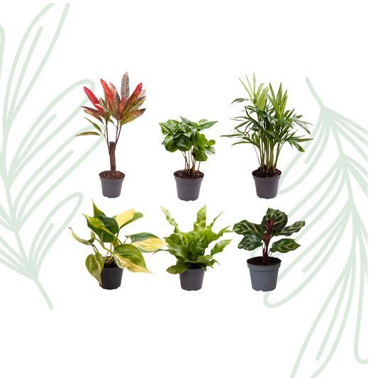 Baby Plantjes Verrassingsbox set van 6 - Forestbloom