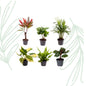 Baby Plantjes Verrassingsbox set van 6 - Forestbloom