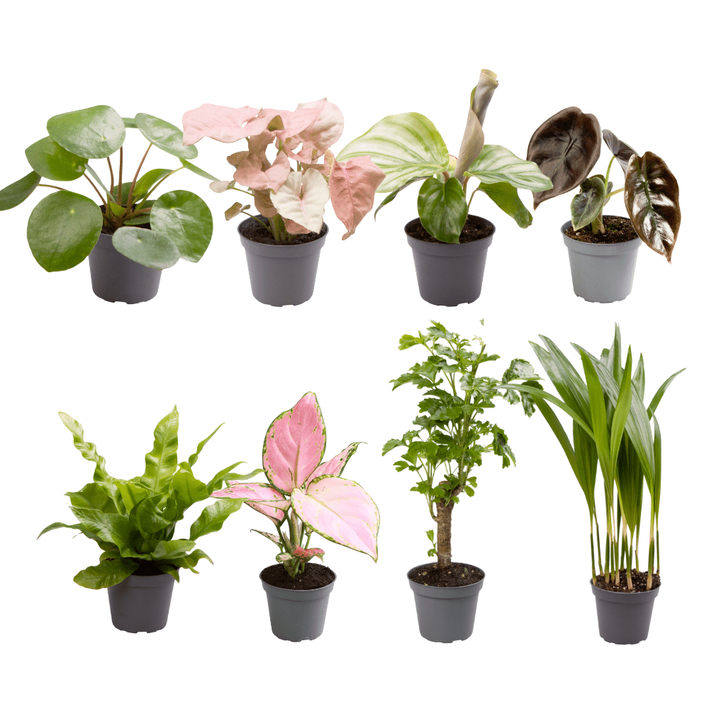 Baby Plantjes Verrassingsbox set van 8 - Forestbloom