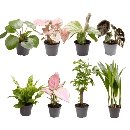 Baby Plantjes Verrassingsbox set van 8 - Forestbloom