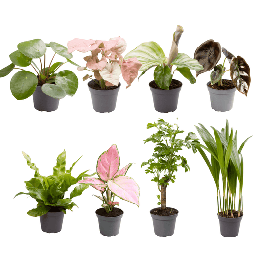 Baby Plantjes Verrassingsbox set van 8 - Forestbloom