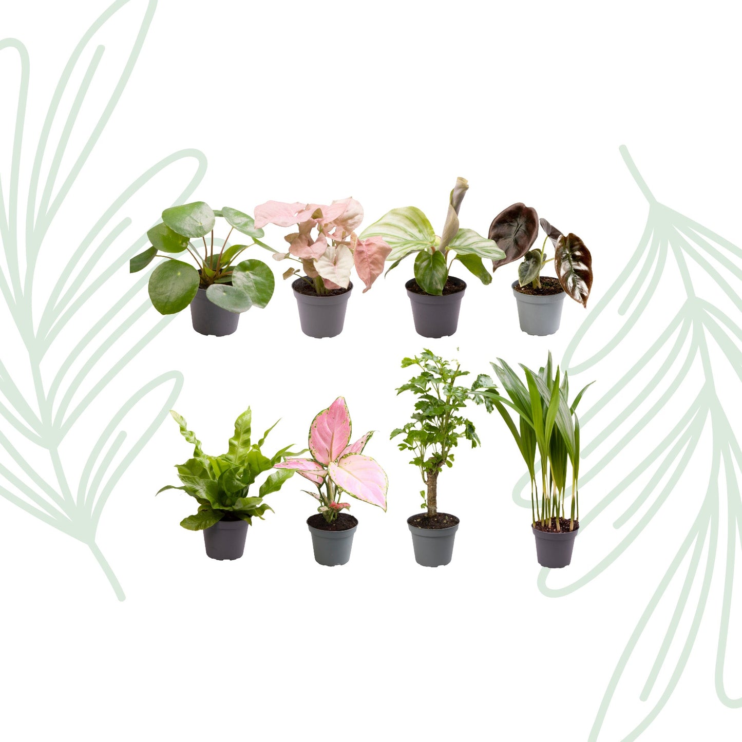 Baby Plantjes Verrassingsbox set van 8 - Forestbloom