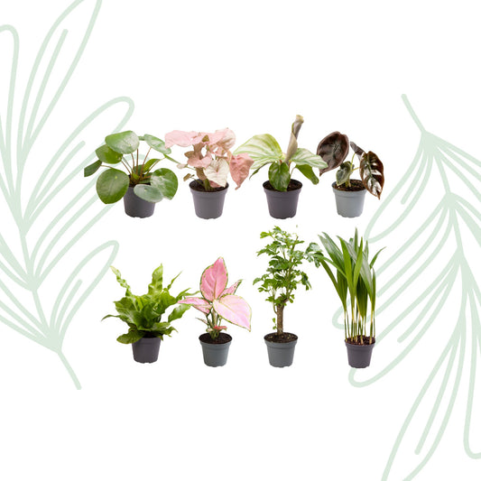 Baby Plantjes Verrassingsbox set van 8 - Forestbloom