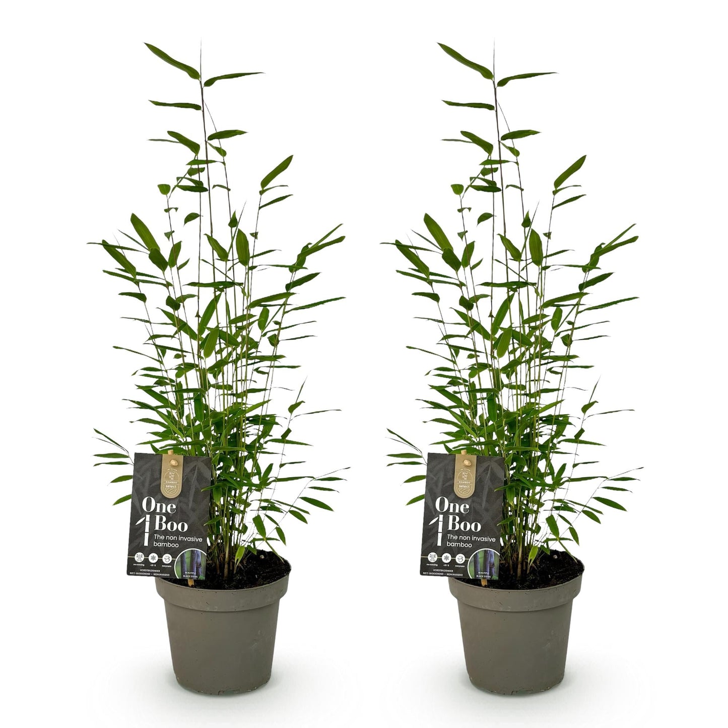 Bamboe - Fargesia Black Dragon - 2 Planten - Niet Woekerend - Forestbloom