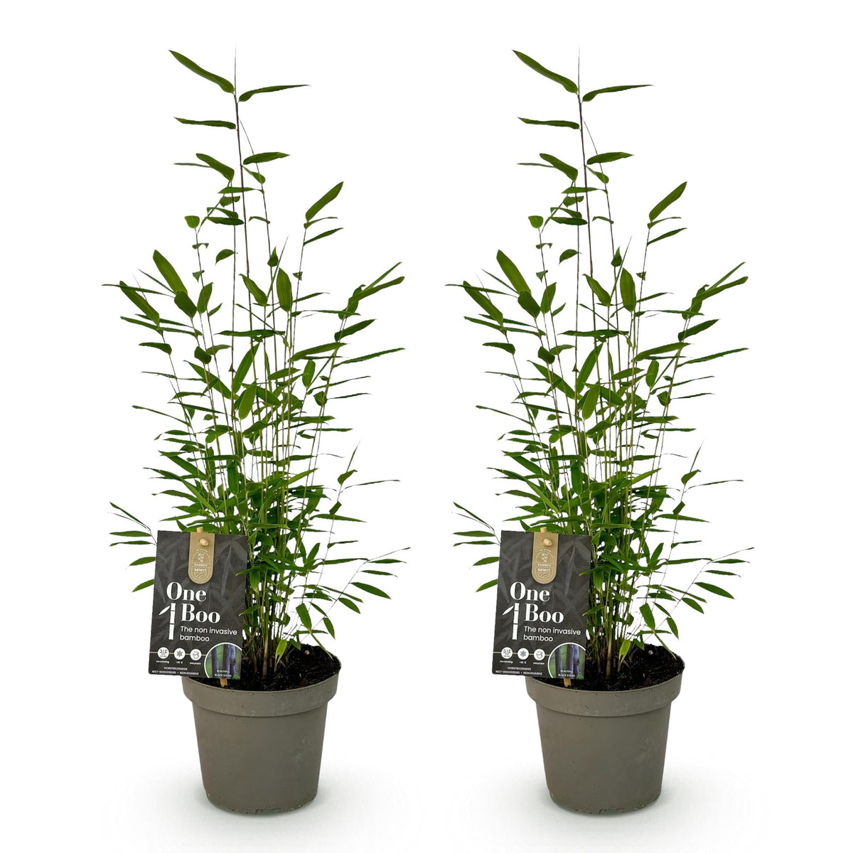 Bamboe - Fargesia Black Dragon - 2 Planten - Niet Woekerend - Forestbloom