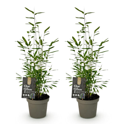 Bamboe - Fargesia Black Dragon - 2 Planten - Niet Woekerend - Forestbloom