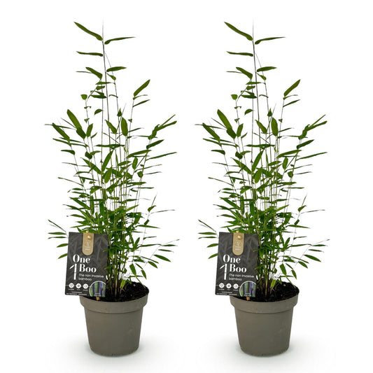Bamboe - Fargesia Black Dragon - 2 Planten - Niet Woekerend - Forestbloom