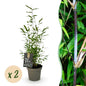 Bamboe - Fargesia Black Dragon - 2 Planten - Niet Woekerend - Forestbloom
