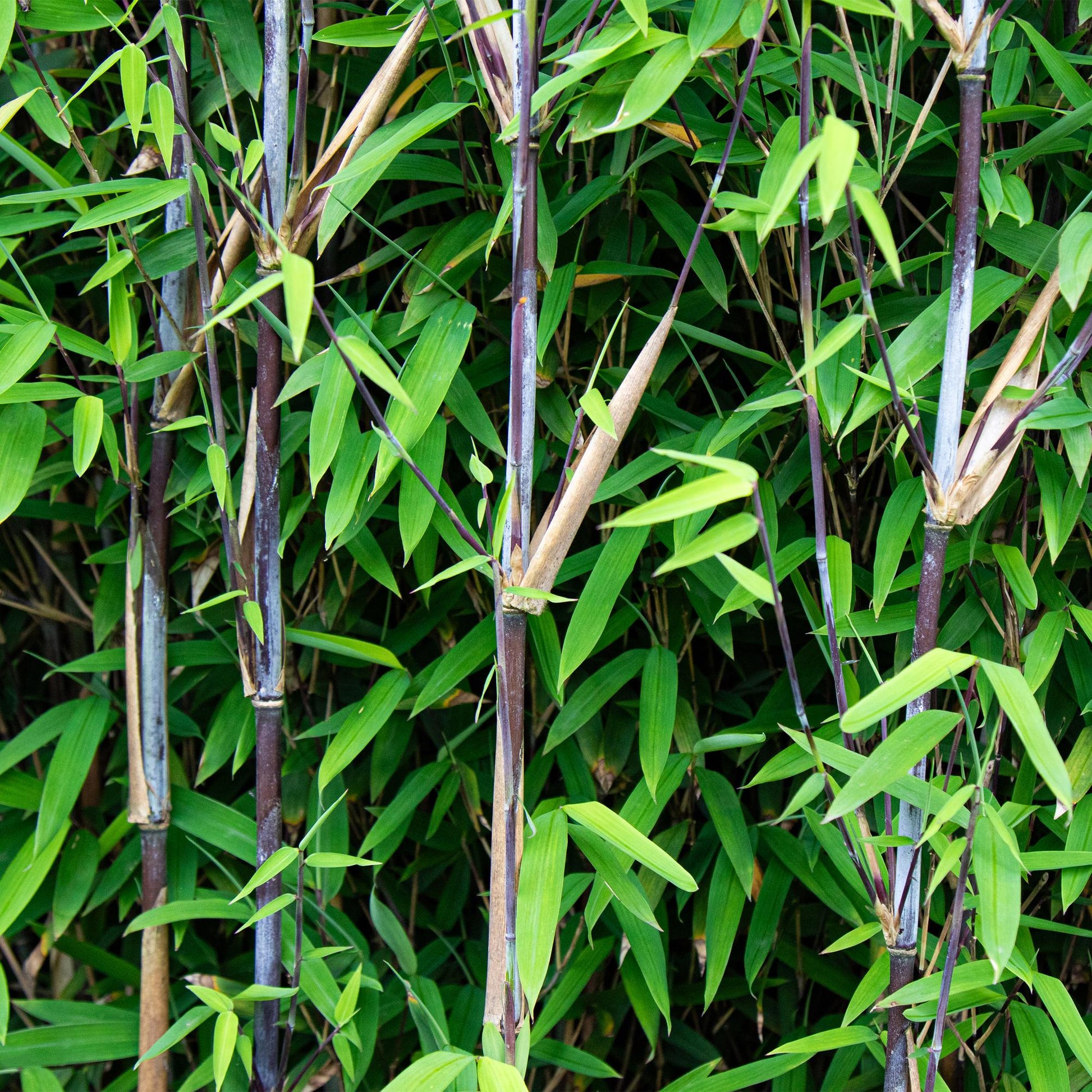 Bamboe - Fargesia Black Dragon - 2 Planten - Niet Woekerend - Forestbloom