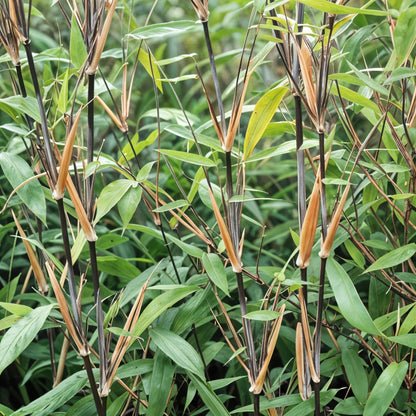 Bamboe - Fargesia Black Dragon - 2 Planten - Niet Woekerend - Forestbloom