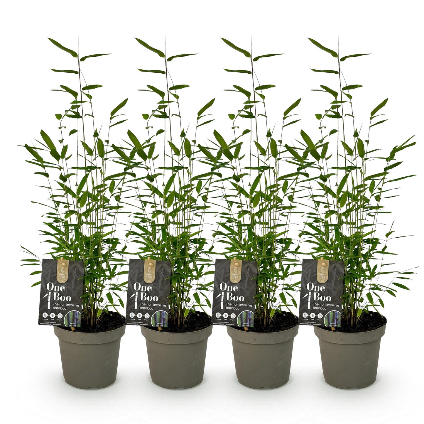 Bamboe - Fargesia Black Dragon - 4 Planten - Niet Woekerend - Forestbloom
