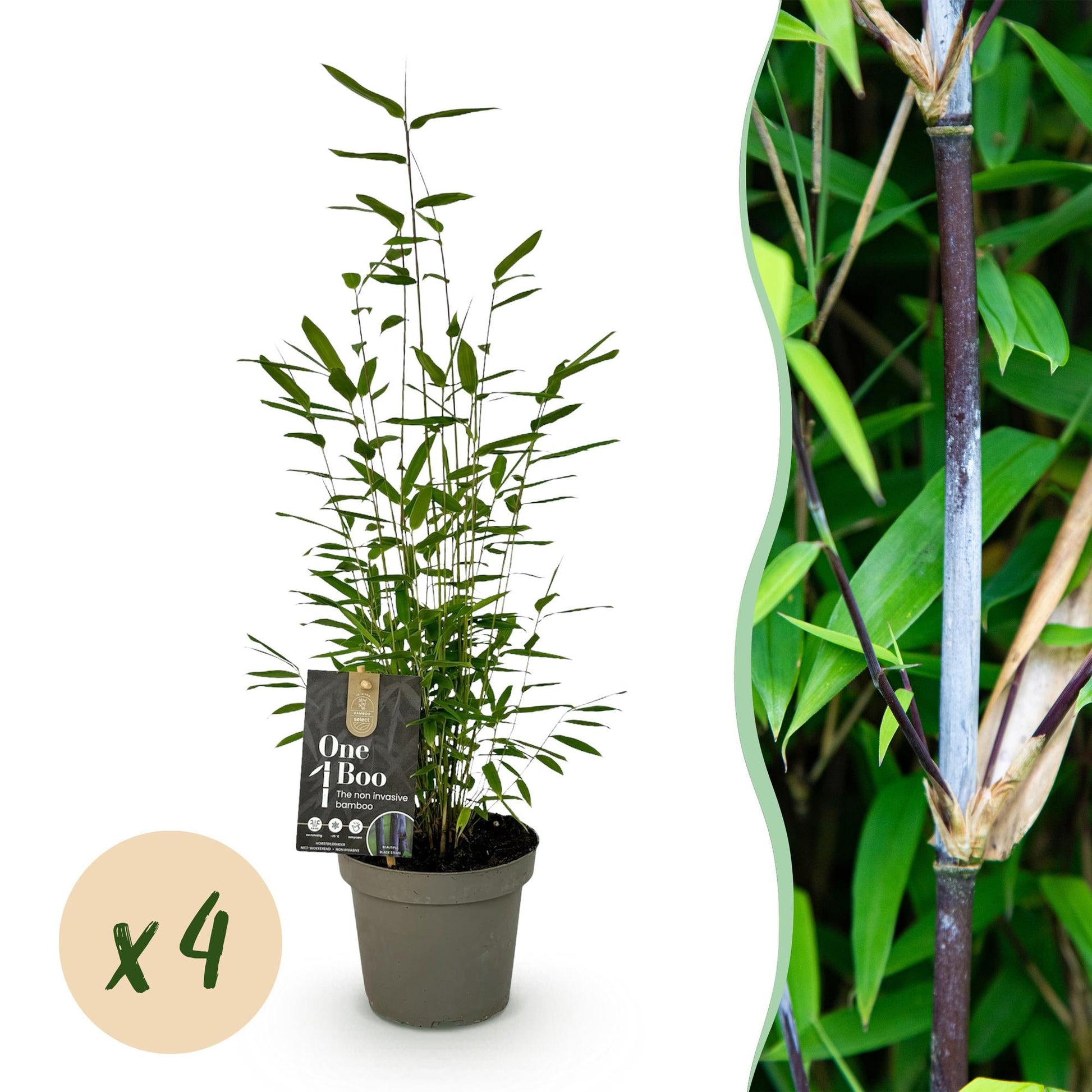 Bamboe - Fargesia Black Dragon - 4 Planten - Niet Woekerend - Forestbloom