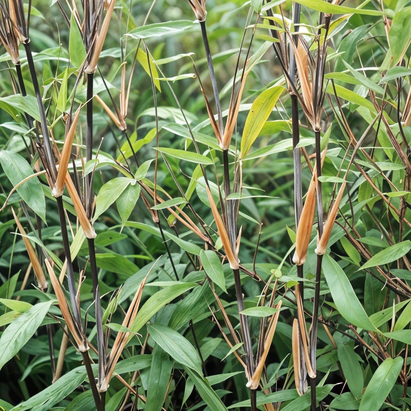 Bamboe - Fargesia Black Dragon - 4 Planten - Niet Woekerend - Forestbloom