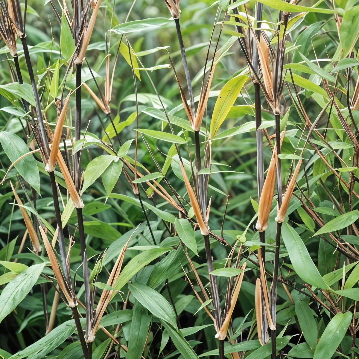 Bamboe - Fargesia Black Dragon - 4 Planten - Niet Woekerend - Forestbloom