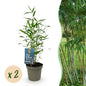 Bamboe - Fargesia Blue Dragon - 2 Planten - Niet Woekerend - Forestbloom