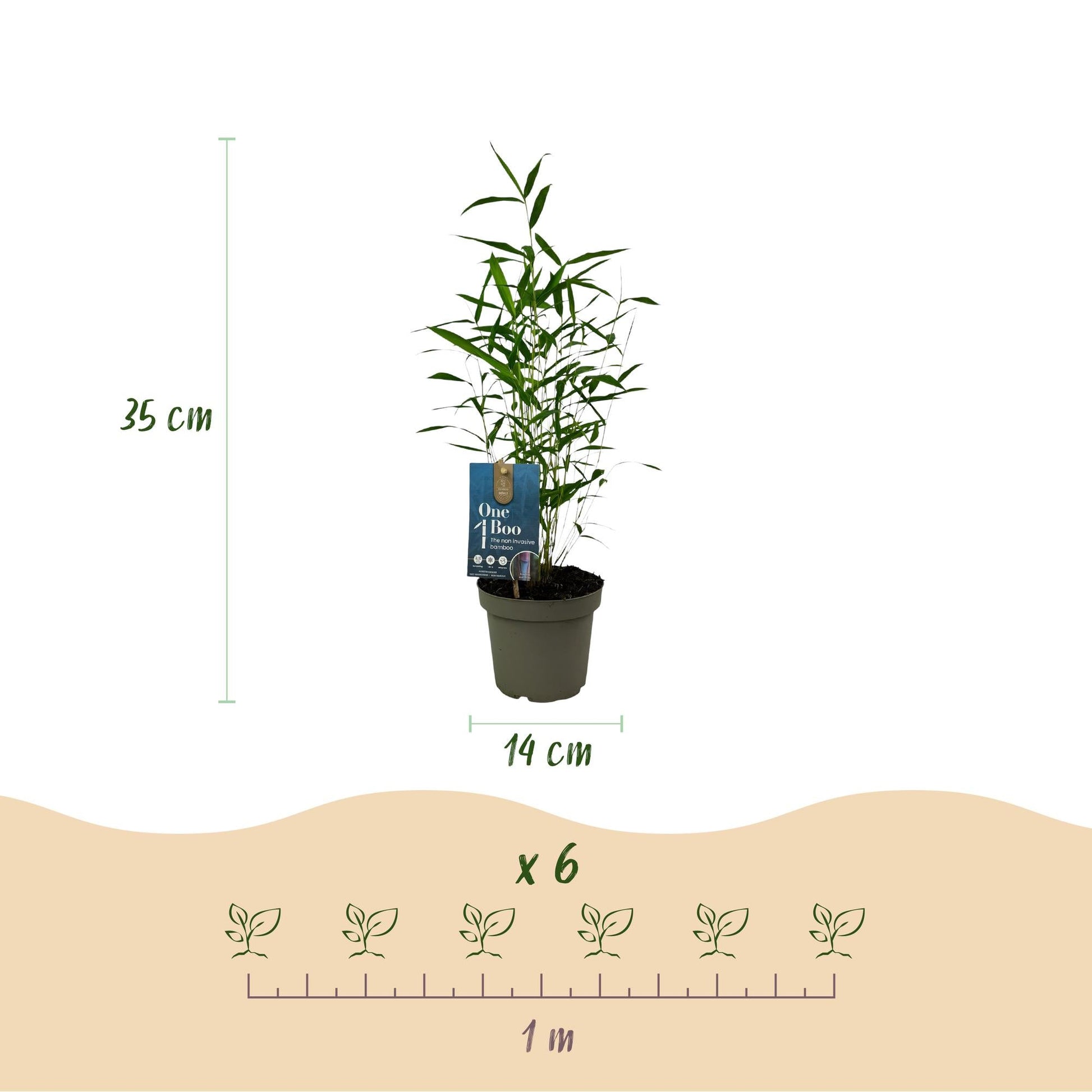 Bamboe - Fargesia Blue Dragon - 2 Planten - Niet Woekerend - Forestbloom