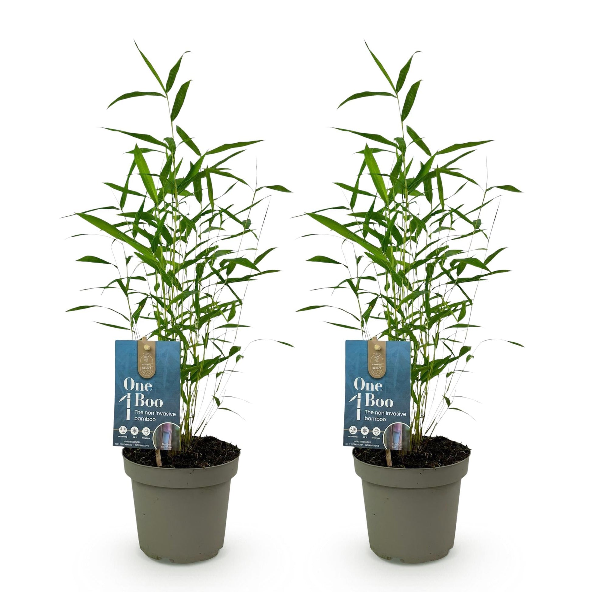 Bamboe - Fargesia Blue Dragon - 2 Planten - Niet Woekerend - Forestbloom