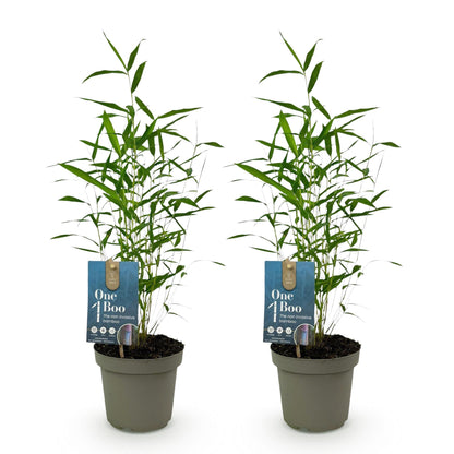 Bamboe - Fargesia Blue Dragon - 2 Planten - Niet Woekerend - Forestbloom