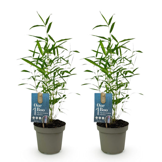 Bamboe - Fargesia Blue Dragon - 2 Planten - Niet Woekerend - Forestbloom