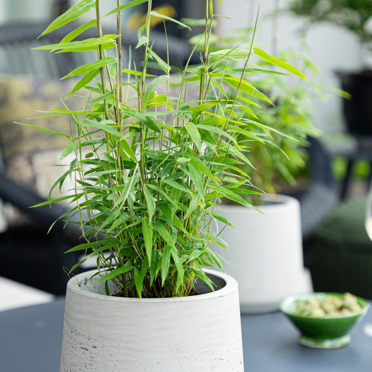 Bamboe - Fargesia Blue Dragon - 4 Planten - Niet Woekerend - Forestbloom