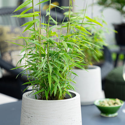 Bamboe - Fargesia Blue Dragon - 4 Planten - Niet Woekerend - Forestbloom