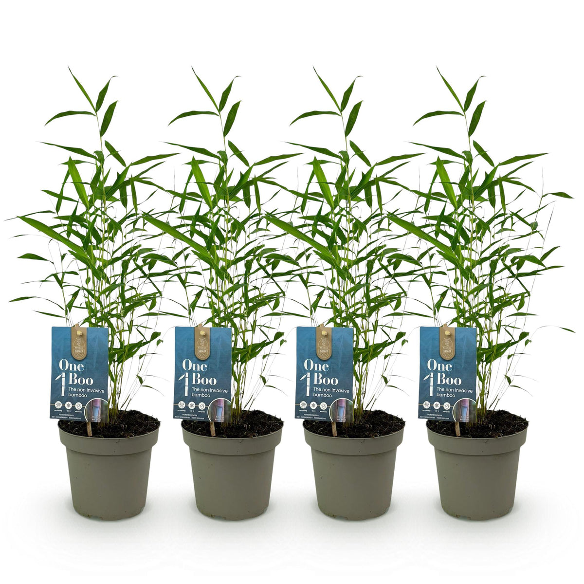 Bamboe - Fargesia Blue Dragon - 4 Planten - Niet Woekerend - Forestbloom