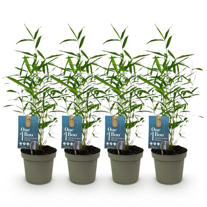 Bamboe - Fargesia Blue Dragon - 4 Planten - Niet Woekerend - Forestbloom