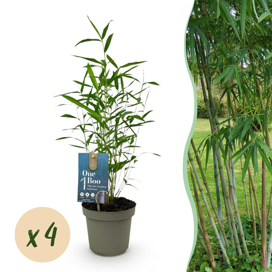 Bamboe - Fargesia Blue Dragon - 4 Planten - Niet Woekerend - Forestbloom