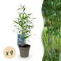 Bamboe - Fargesia Blue Dragon - 4 Planten - Niet Woekerend - Forestbloom
