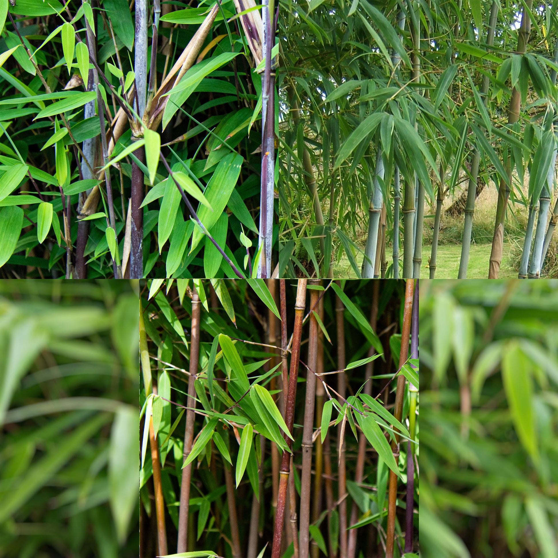 Bamboe - Fargesia dragon Tricolour - 3 Planten - Niet Woekerend - Forestbloom