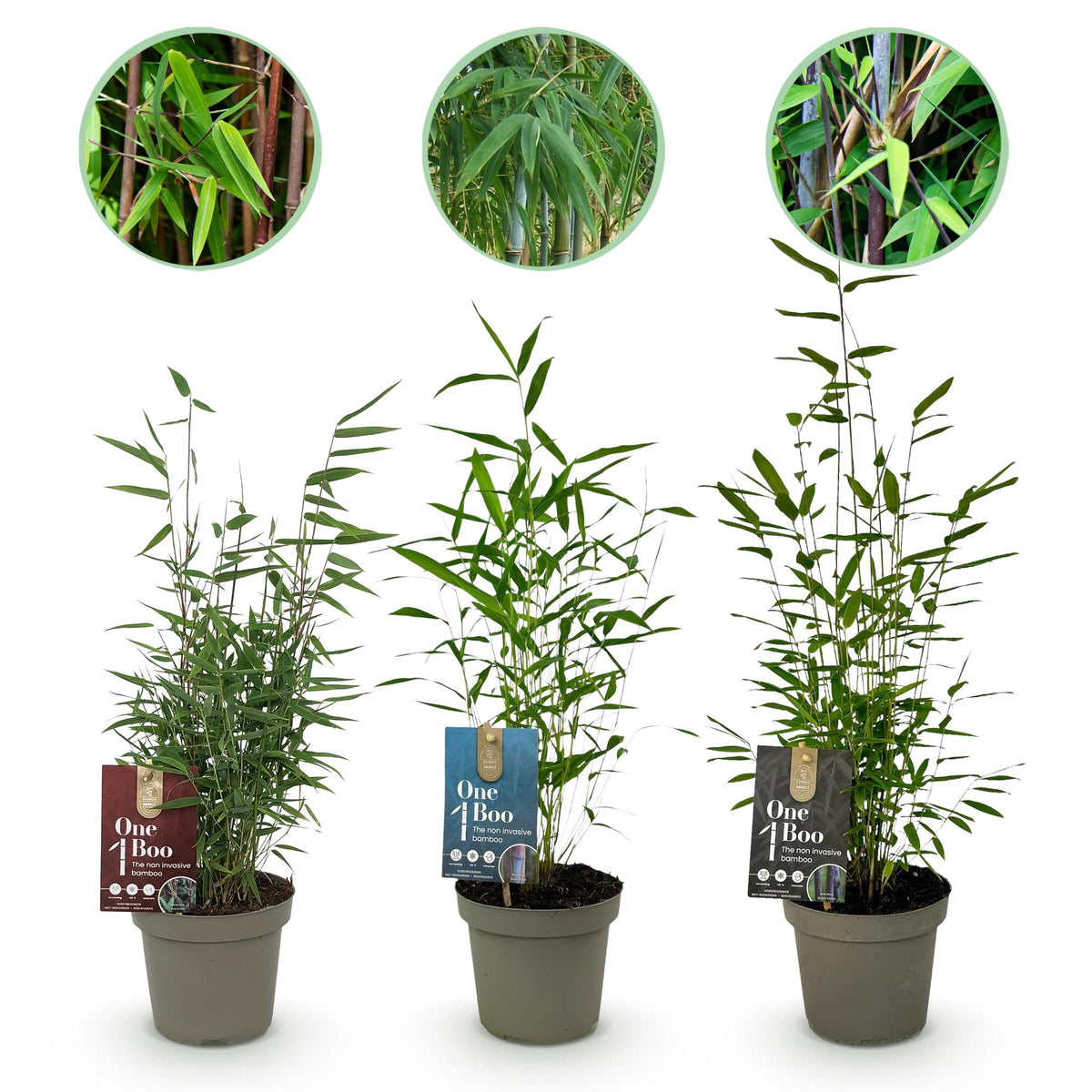 Bamboe - Fargesia dragon Tricolour - 3 Planten - Niet Woekerend - Forestbloom