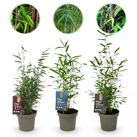 Bamboe - Fargesia dragon Tricolour - 3 Planten - Niet Woekerend - Forestbloom