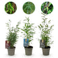 Bamboe - Fargesia dragon Tricolour - 3 Planten - Niet Woekerend - Forestbloom