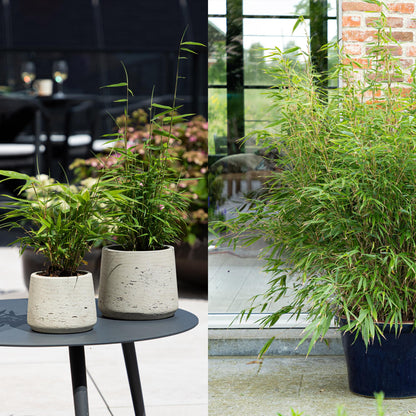 Bamboe - Fargesia dragon Tricolour - 3 Planten - Niet Woekerend - Forestbloom