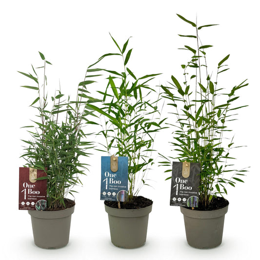 Bamboe - Fargesia dragon Tricolour - 3 Planten - Niet Woekerend - Forestbloom