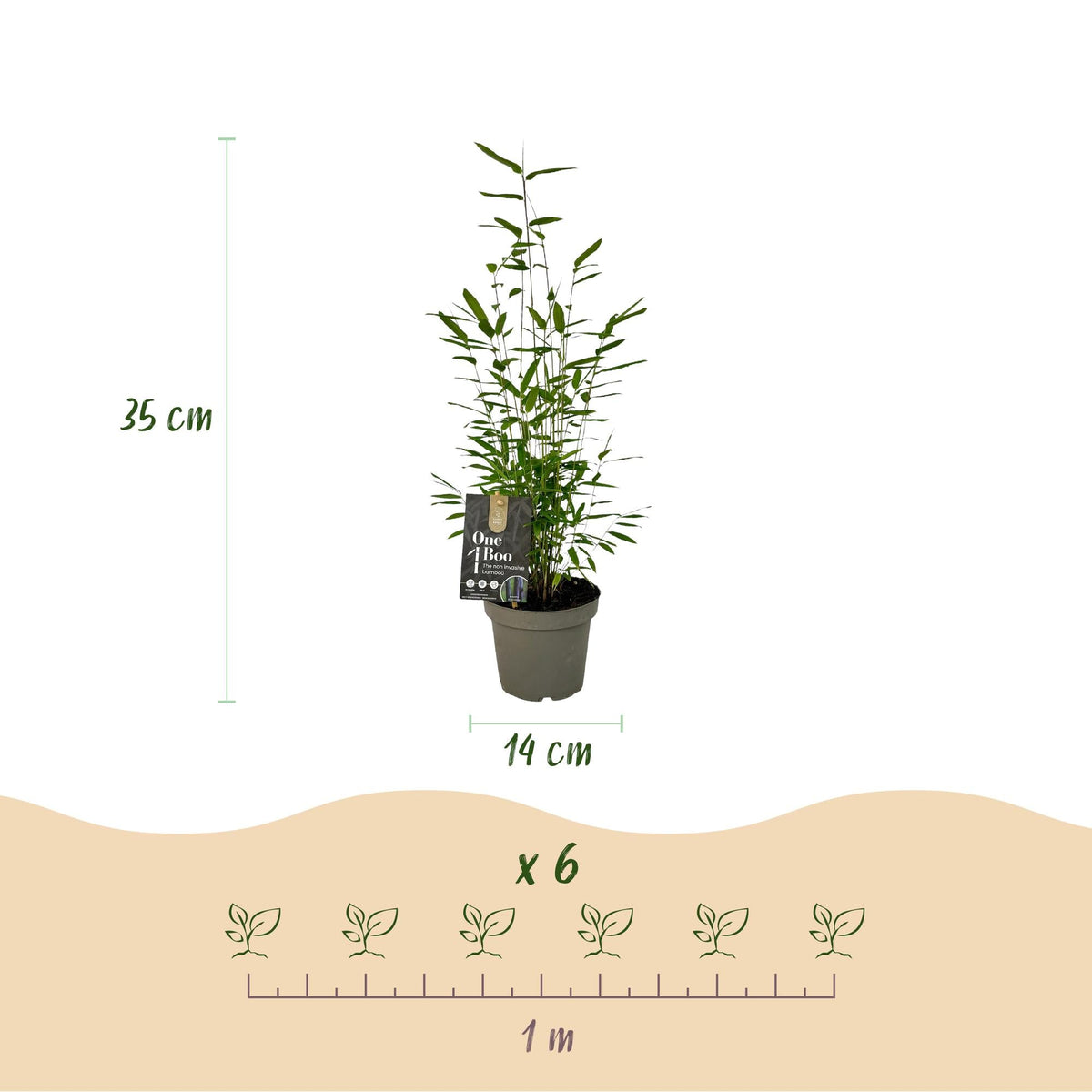 Bamboe - Fargesia dragon Tricolour - 3 Planten - Niet Woekerend - Forestbloom