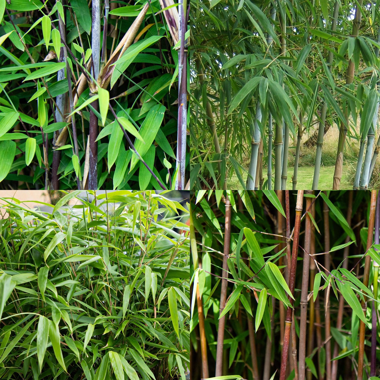 Bamboe - Fargesia mix Rainbow - 4 Planten - Niet Woekerend - Forestbloom