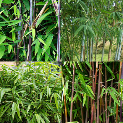 Bamboe - Fargesia mix Rainbow - 4 Planten - Niet Woekerend - Forestbloom