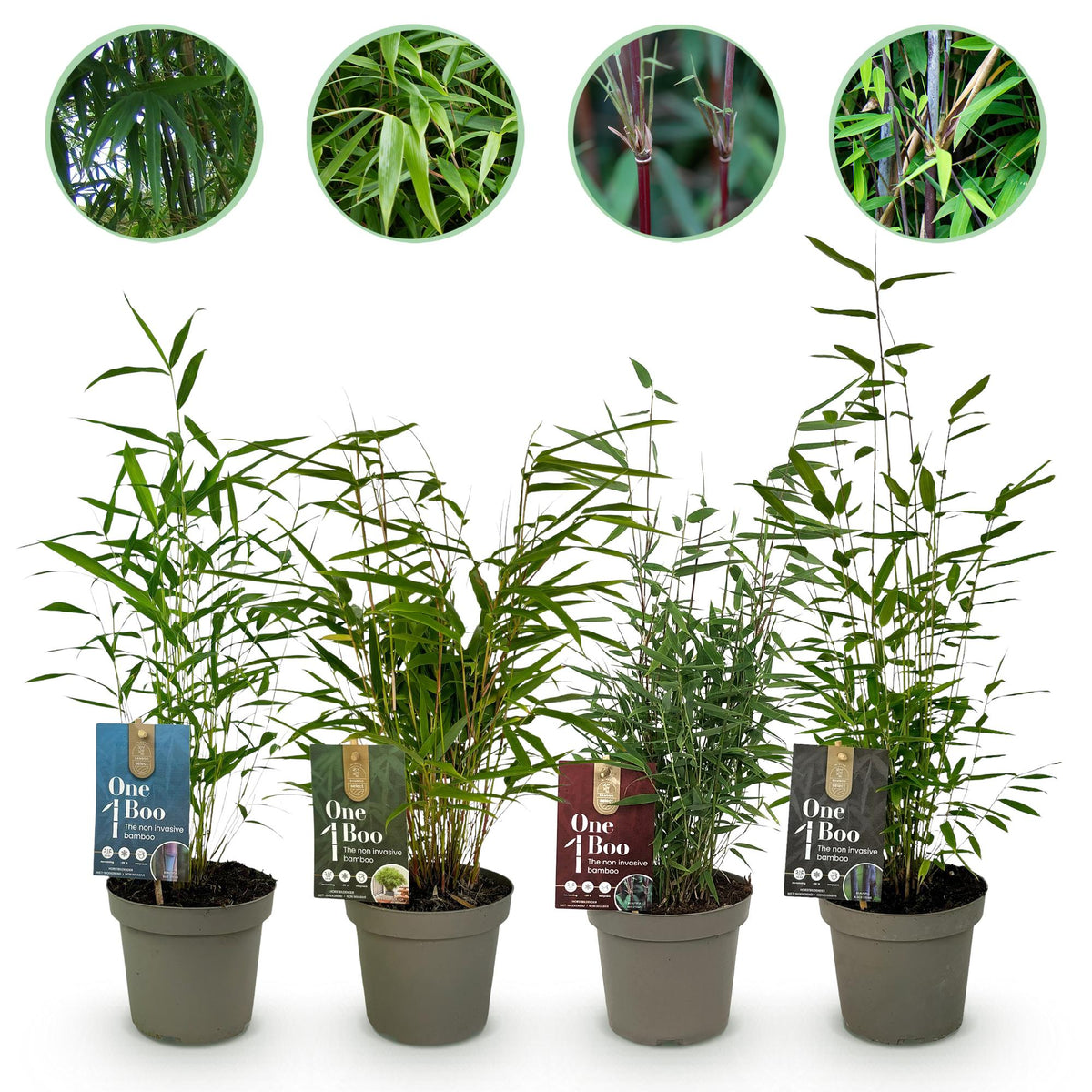 Bamboe - Fargesia mix Rainbow - 4 Planten - Niet Woekerend - Forestbloom