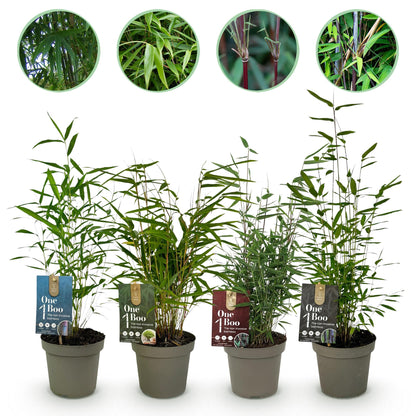 Bamboe - Fargesia mix Rainbow - 4 Planten - Niet Woekerend - Forestbloom