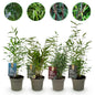 Bamboe - Fargesia mix Rainbow - 4 Planten - Niet Woekerend - Forestbloom