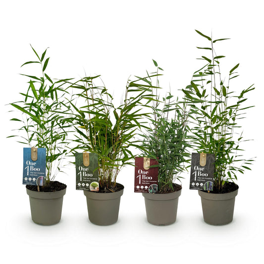 Bamboe - Fargesia mix Rainbow - 4 Planten - Niet Woekerend - Forestbloom