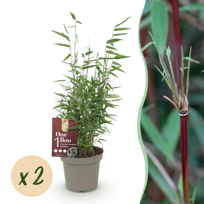 Bamboe - Fargesia Red Dragon - 2 Planten - Niet Woekerend - Forestbloom