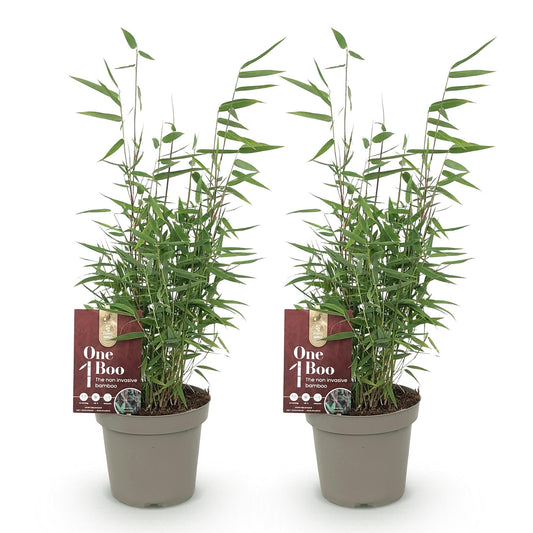 Bamboe - Fargesia Red Dragon - 2 Planten - Niet Woekerend - Forestbloom