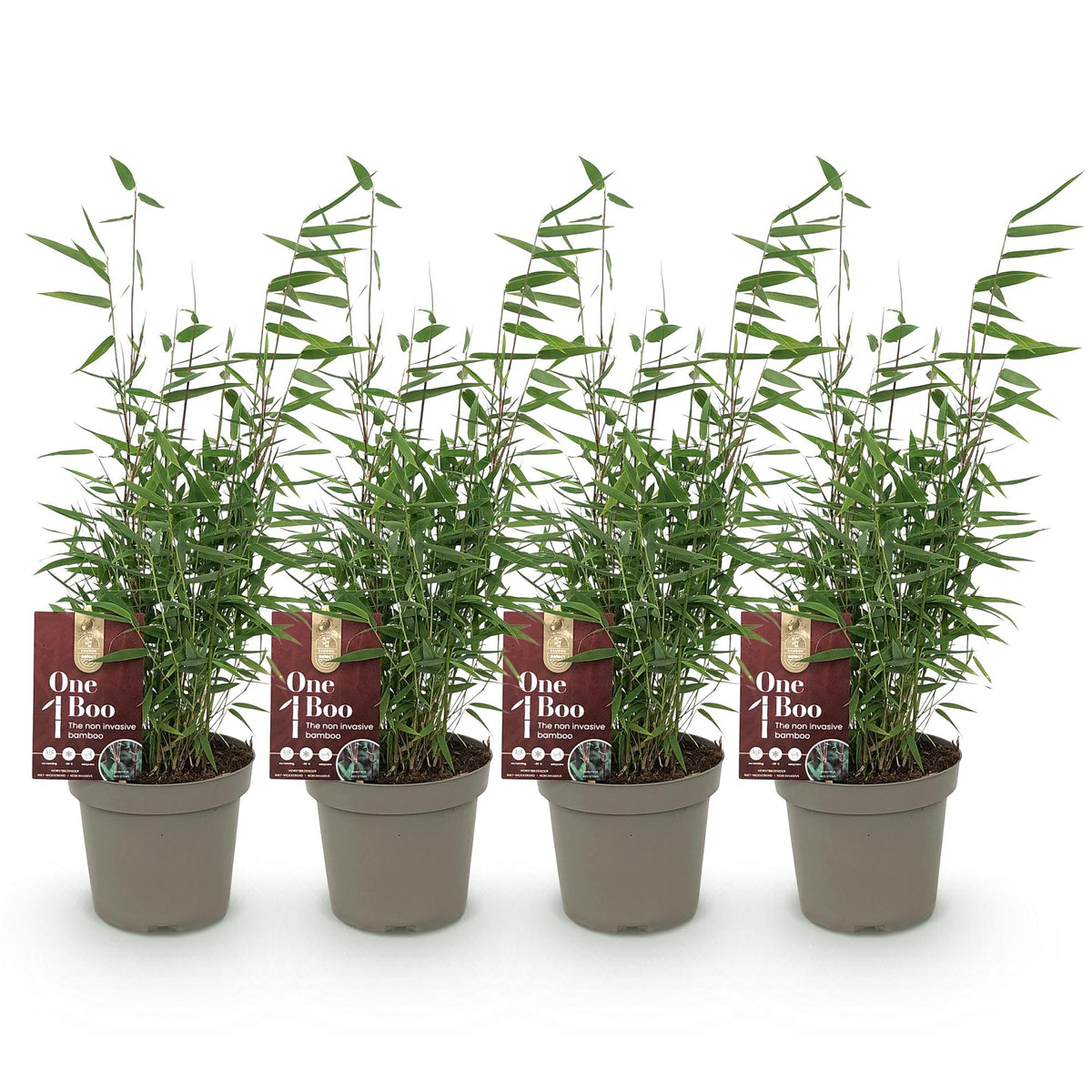 Bamboe - Fargesia Red Dragon - 4 Planten - Niet Woekerend - Forestbloom