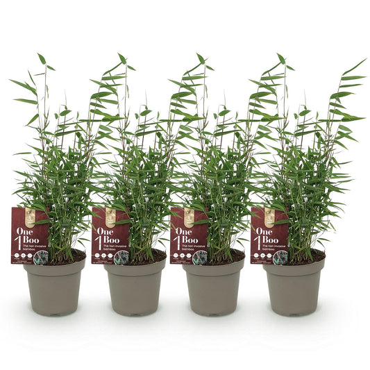 Bamboe - Fargesia Red Dragon - 4 Planten - Niet Woekerend - Forestbloom