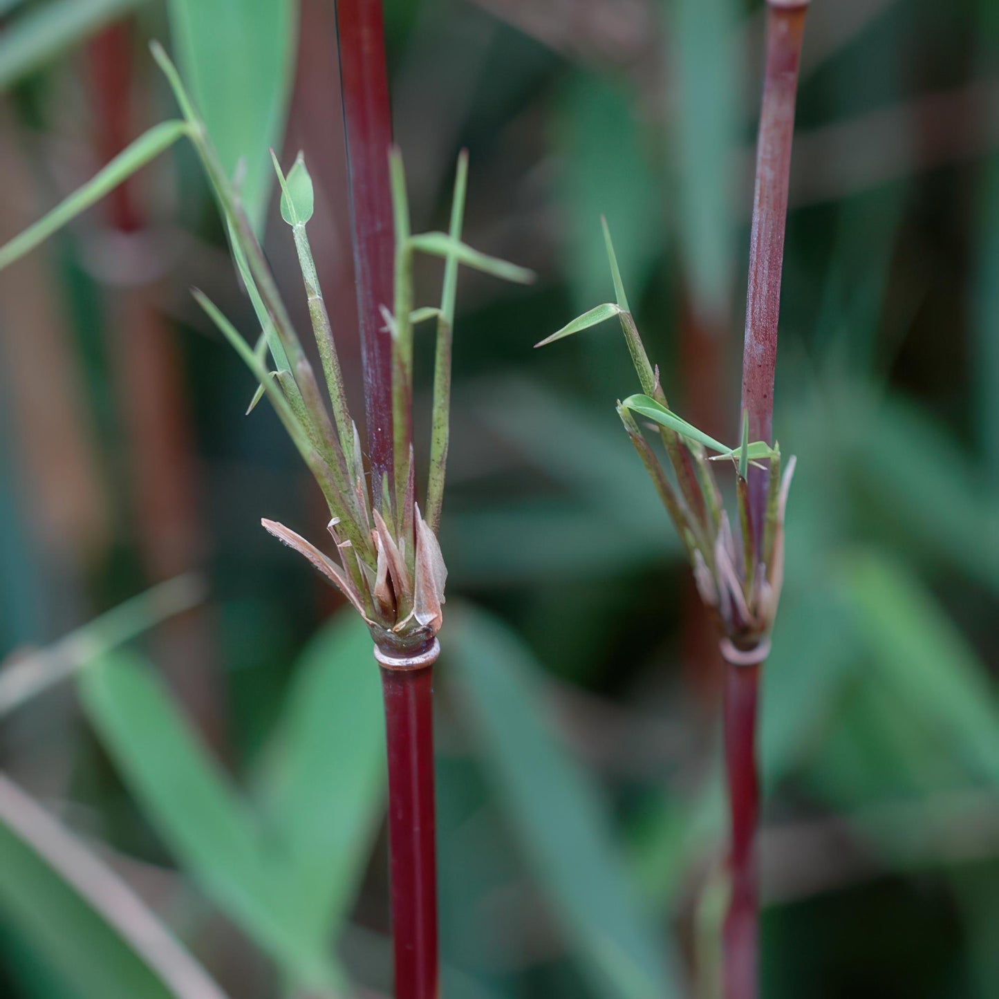 Bamboe - Fargesia Red Dragon - 4 Planten - Niet Woekerend - Forestbloom