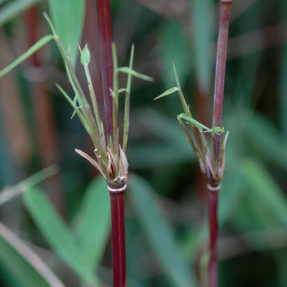 Bamboe - Fargesia Red Dragon - 4 Planten - Niet Woekerend - Forestbloom