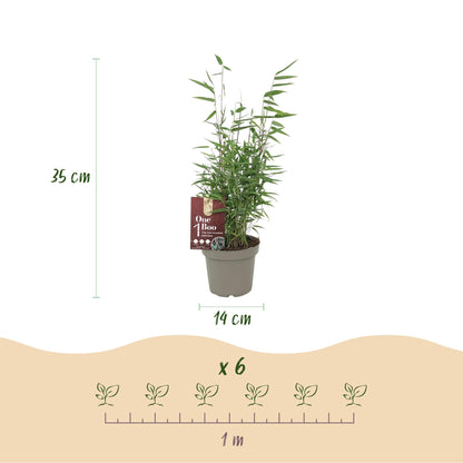 Bamboe - Fargesia Red Dragon - 4 Planten - Niet Woekerend - Forestbloom